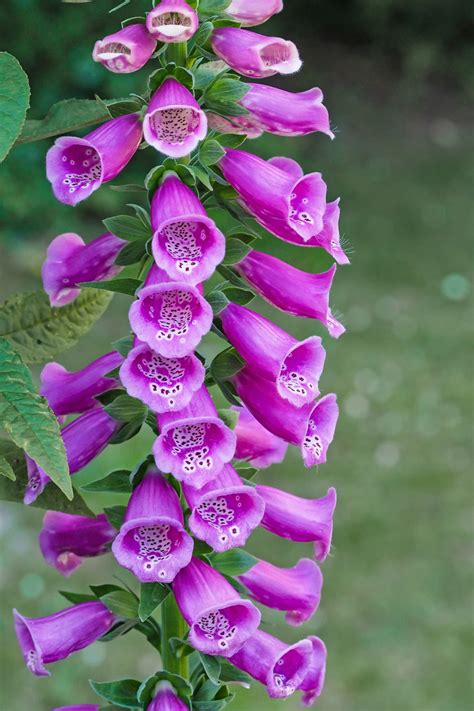Digitalis Insects